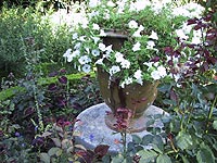 写真：高さのある鉢に白いペチュニアのアクセントがあるプリューレの庭