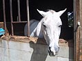 ホワイトサドルの馬(顔のおもしろい葦毛)