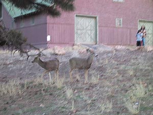 写真：エルトバホテルからマズウィックに戻る途中鹿を見かけました
