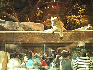 写真：ガラス張りの廊下から見上げるMGMのライオンハビタ