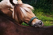 写真：体を擦り合う馬たち