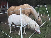 写真：白馬のフィヨルドホース