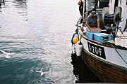 写真：オスロ港のカモメ