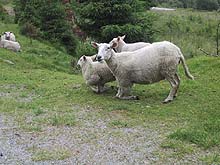写真：前足を折り曲げている羊たち