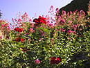 写真：ボディスガレンの庭の花