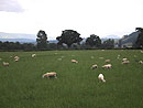 写真：敷地内で飼われている羊たち