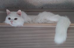 ヴィッキーは白い猫